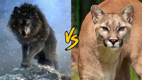 EPIC BATTLES – PUMA VS. CHRISTINA – PART 1 OF 2